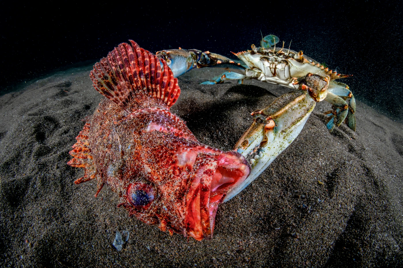 The Opportunist by Marco Gargiulo — Wide Angle 2nd place — Monte di Procida, Naples — See in the Sea 2025 international underwater photography contest