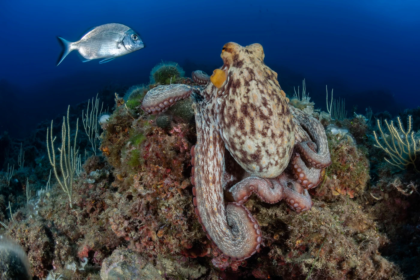 Common Octopus by Francesco Visintin — Mediterranean Portfolio 2nd place — photograph 2 of 3 — Argentario, Cala Grande, Grosseto — See in the Sea 2025 international underwater photography contest