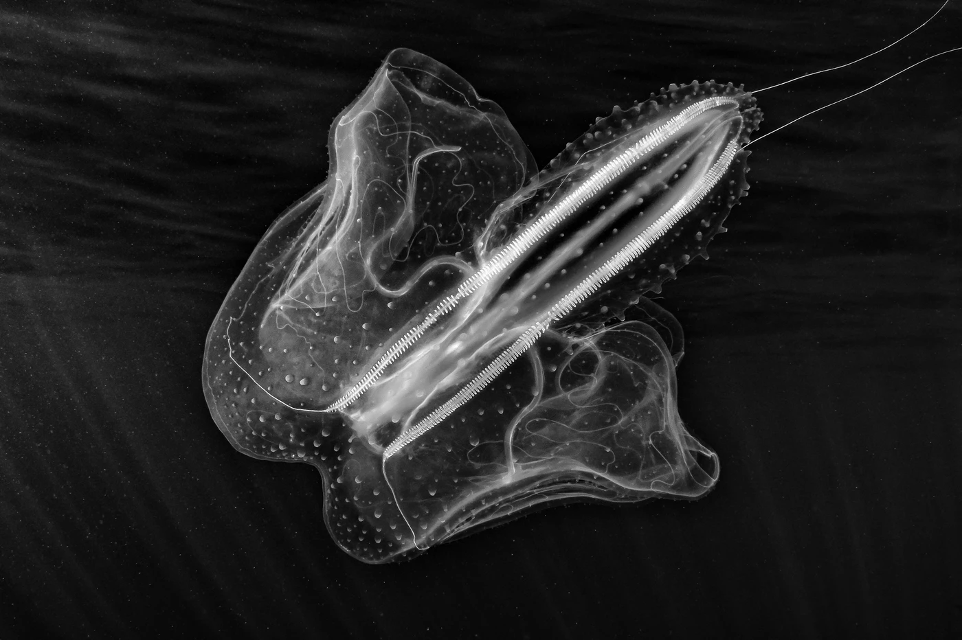 Ctenophore by Alessandro Grasso — Black and White 2nd place — Portofino Marine Protected Area — See in the Sea 2025 international underwater photography contest