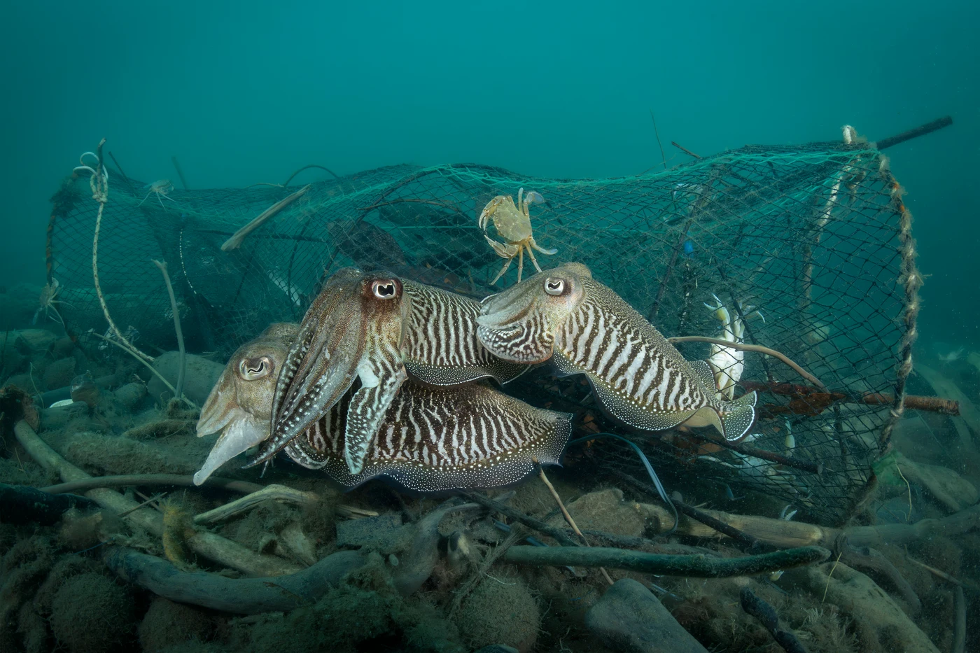 Common Cuttlefish by Francesco Visintin — Mediterranean Portfolio 2nd place — photograph 3 of 3 — Forte dei Marmi, Lucca — See in the Sea 2025 international underwater photography contest