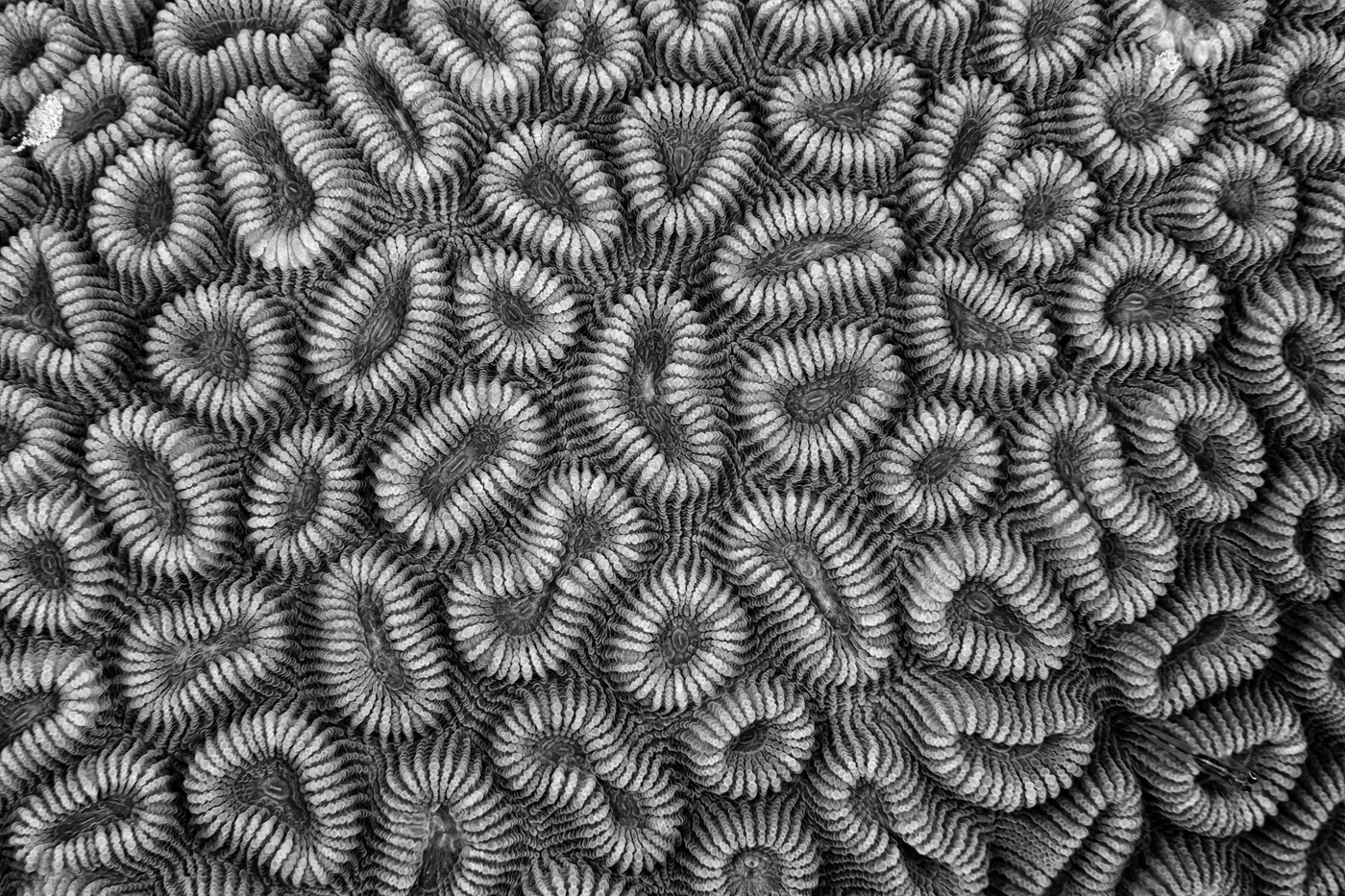 Marine Texture - Black & White runner up by Alessandro Grasso, See in the Sea underwater photography contest