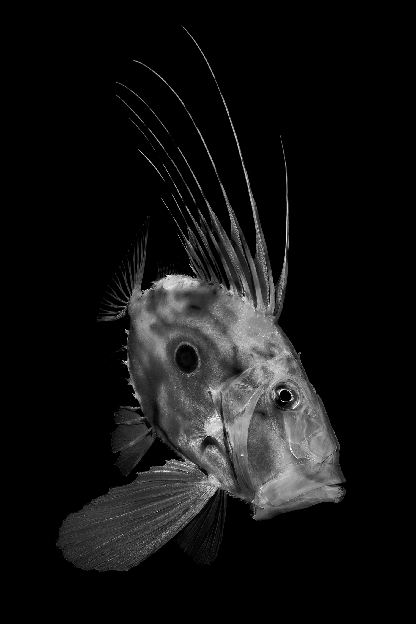 La spigolosa bellezza di un solitario - Black & White runner up by Umberto Raganato, See in the Sea underwater photography contest