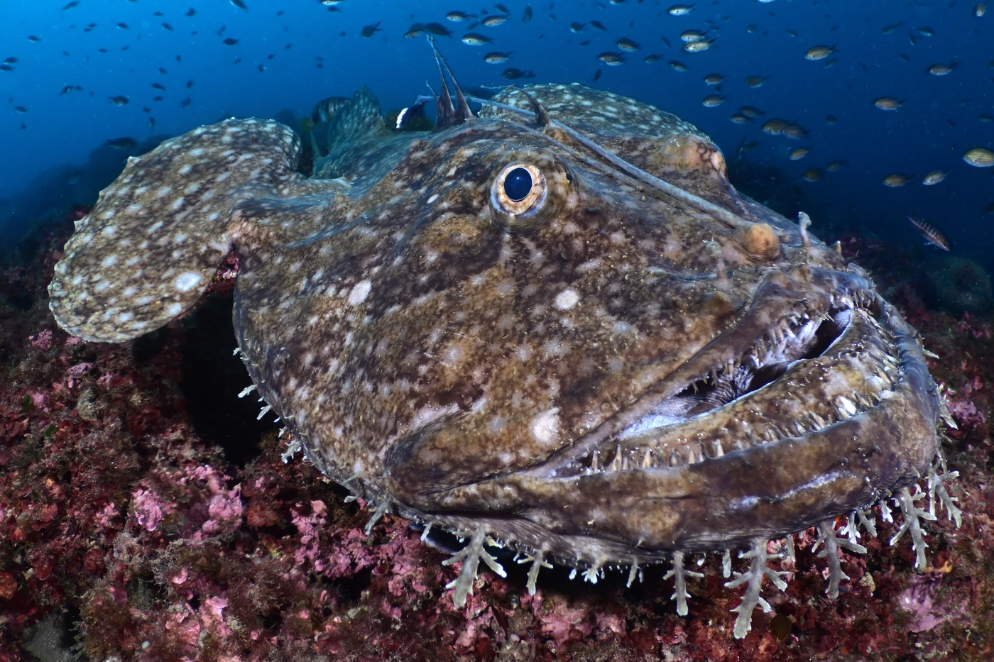 Lophius by Marc Casanovas — Mediterranean Portfolio 3rd place — photograph 1 of 3 — Mediterranean Sea — See in the Sea 2025 international underwater photography contest