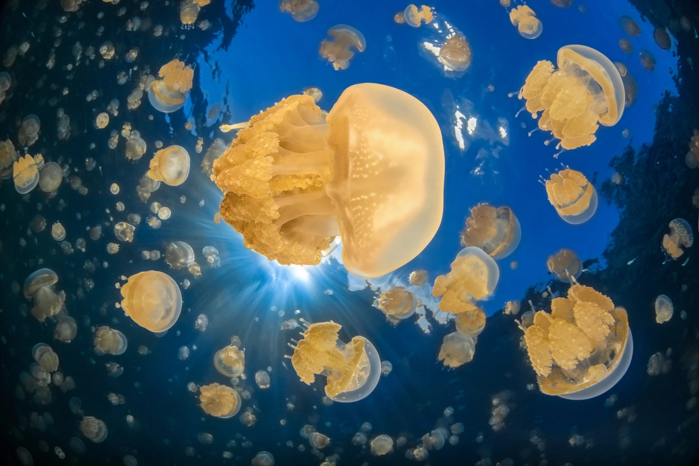 YELLOW JELLYFISH - Wide Angle runner up by alessandro giannaccini, See in the Sea underwater photography contest