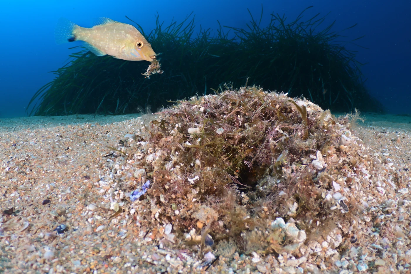 Nesting Syndrome by Marc Casanovas — Mediterranean Portfolio 3rd place — photograph 2 of 3 — Mediterranean Sea — See in the Sea 2025 international underwater photography contest